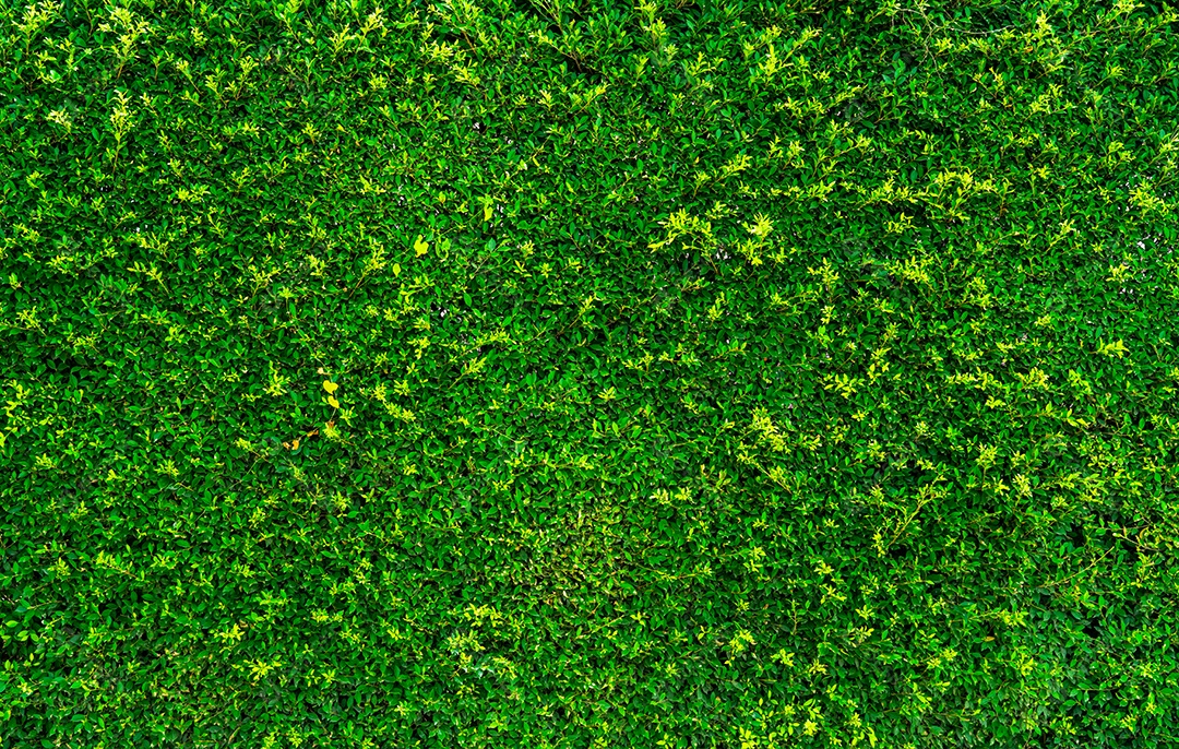 Fundo de folhas verdes naturais. Papel de parede da natureza. Parede ecológica.