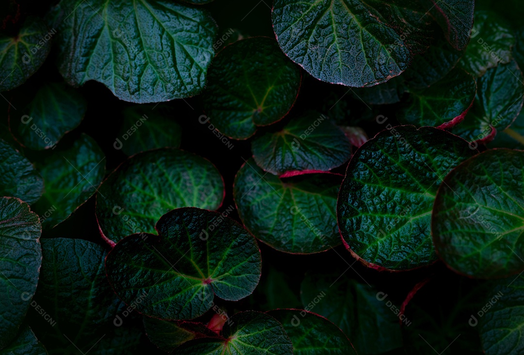 Textura de folha redonda verde sobre fundo escuro.