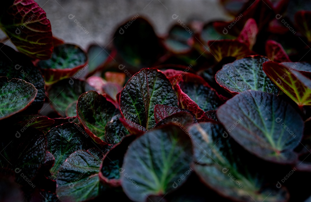 Textura de folha redonda verde e vermelha. Detalhe de close-up de begônia