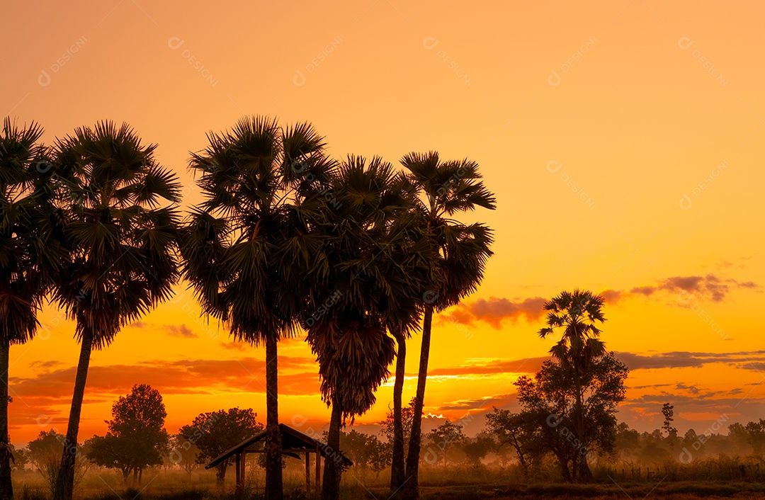 Céu amarelo e laranja do nascer do sol atrás da palmeira