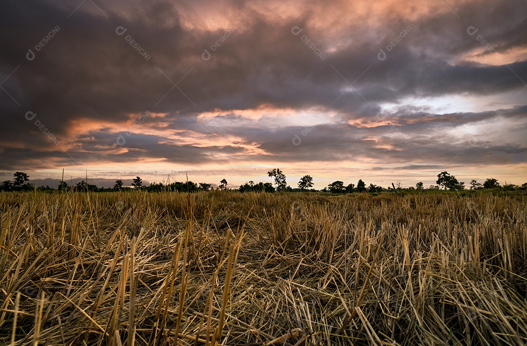Fazenda de arroz. Restolho no campo após a colheita. Palha de arroz seca
