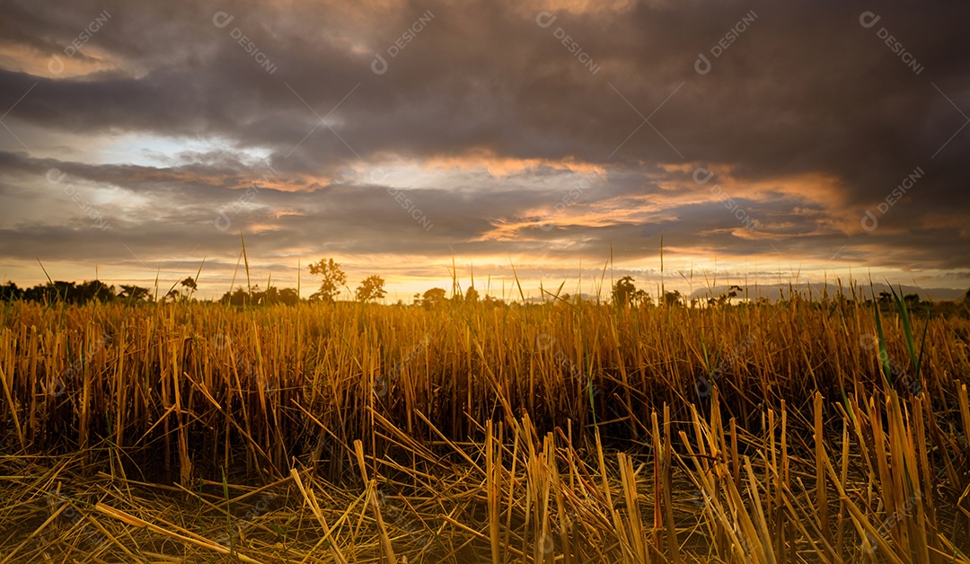 Fazenda de arroz. Restolho no campo após a colheita. Palha de arroz seca
