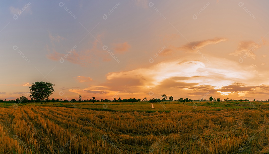 Fazenda de arroz. Restolho no campo após a colheita. Palha de arroz seca