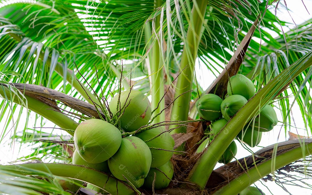 Bando de coco no coqueiro. Fruta tropical. Palmeira