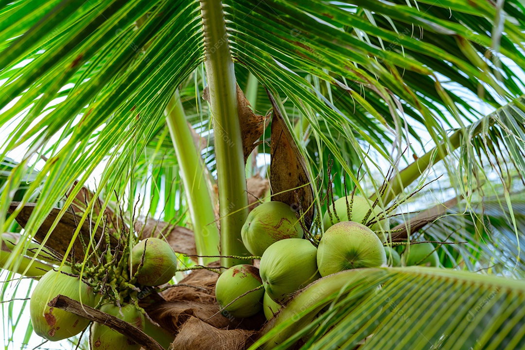 Bando de coco no coqueiro. Fruta tropical. Palmeira