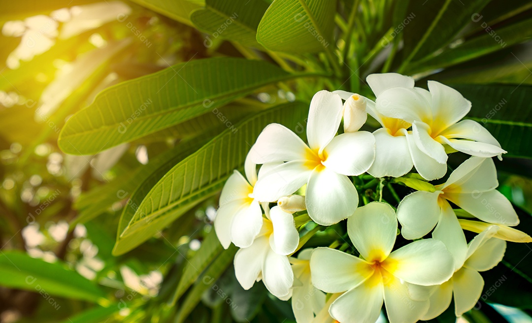 Flor de frangipani (Plumeria alba) com folhas verdes
