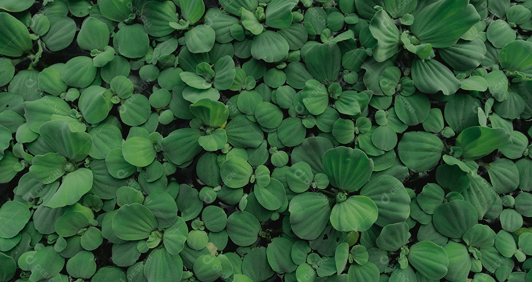 Vista superior folhas verdes de alface dágua flutuando na superfície da água