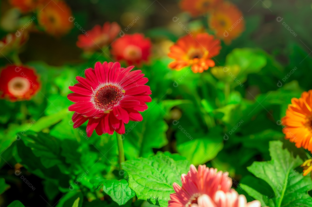 Flor gerbera vermelha sobre fundo desfocado de gerbera laranja e rosa
