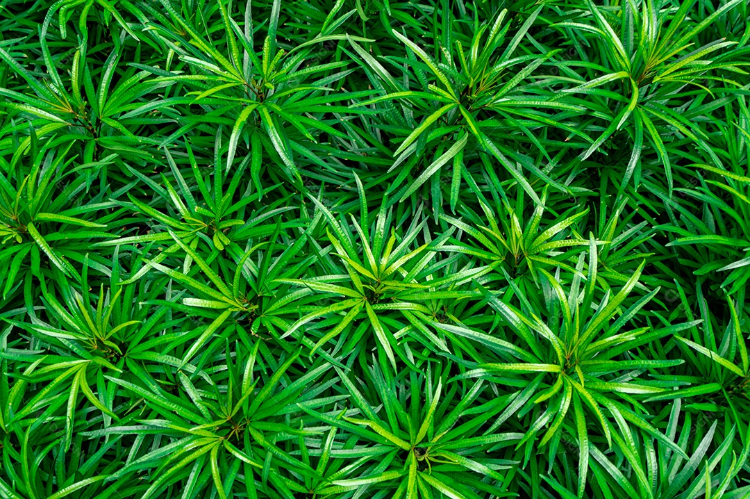 O close up do fundo da textura das folhas verdes. Folhas verdes