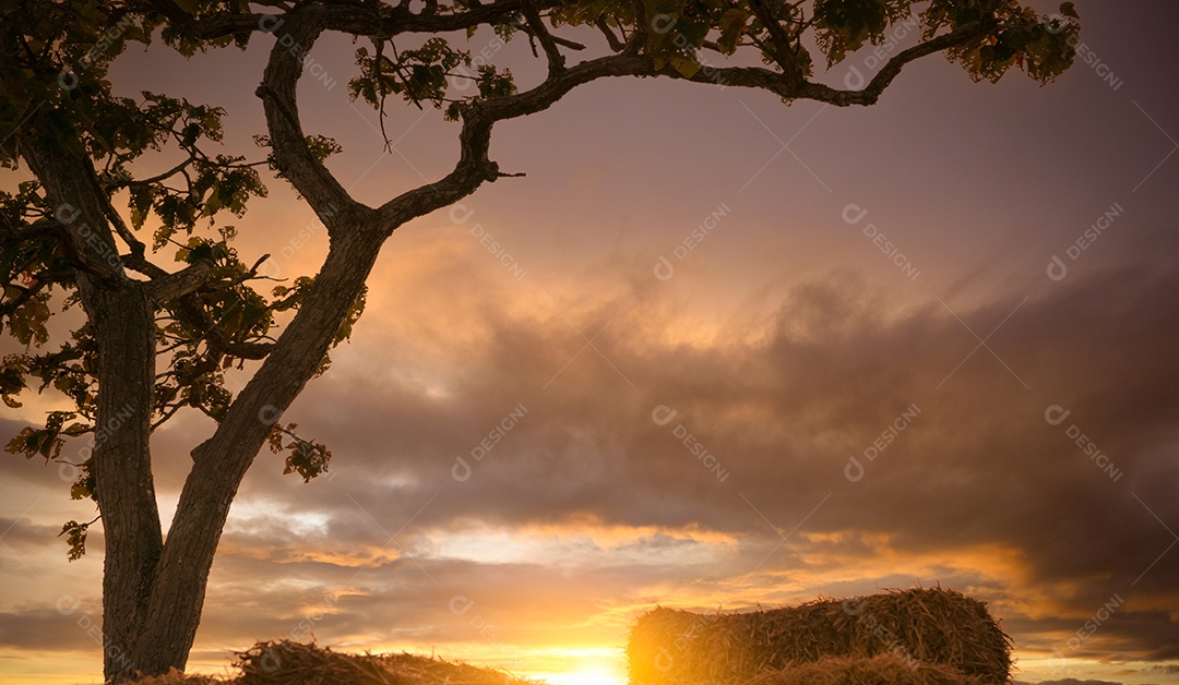 Árvore de silhueta perto de fardos de palha seca ao entardecer com pôr do sol laranja