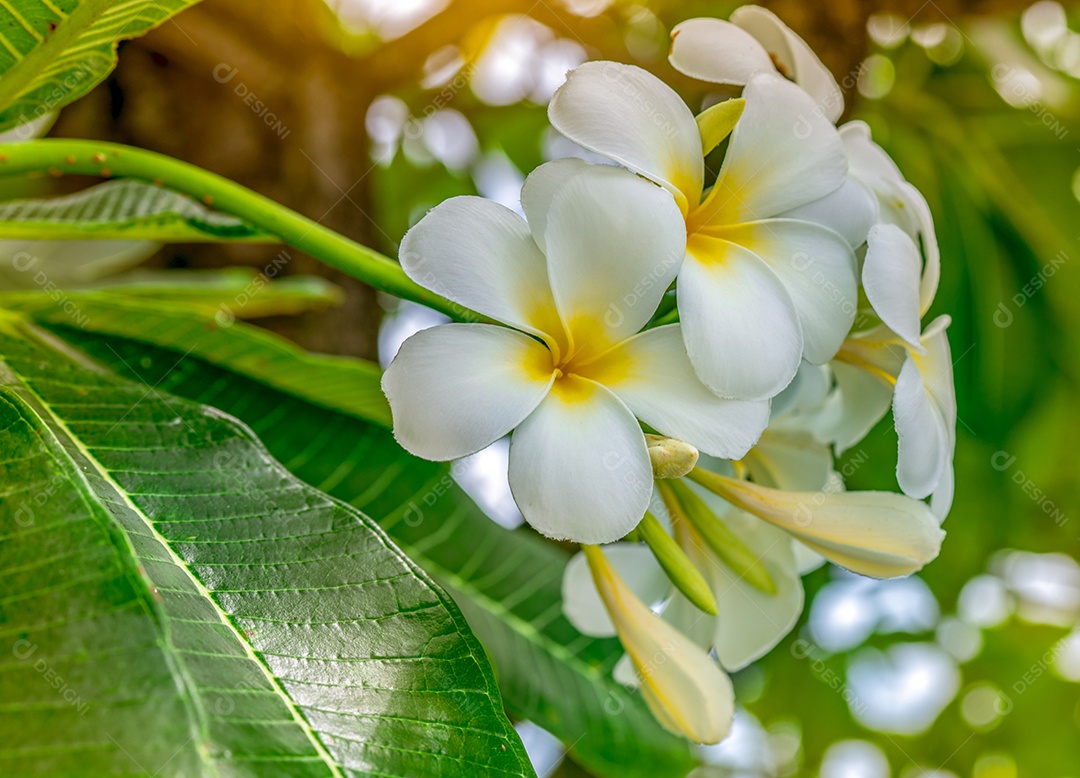Flor de frangipani (Plumeria alba) com folhas verdes