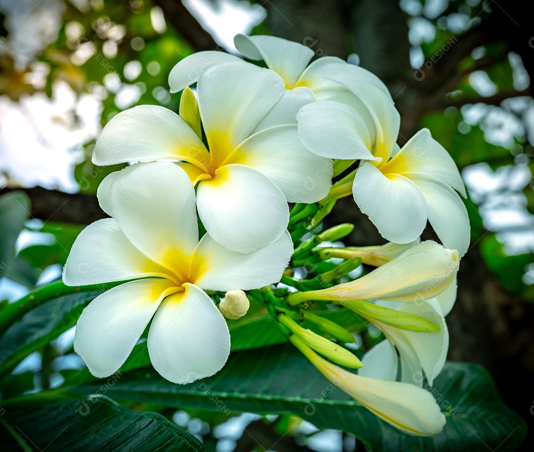 Flor de frangipani (Plumeria alba) com folhas verdes