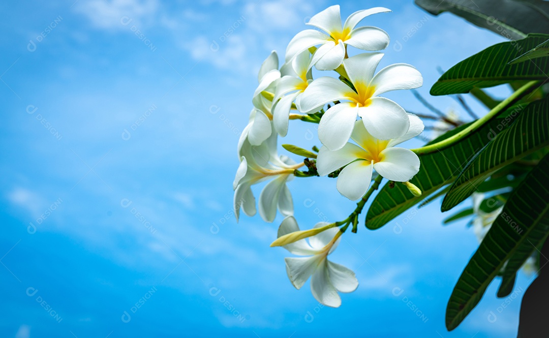 Flor de frangipani (Plumeria alba) com folhas verdes