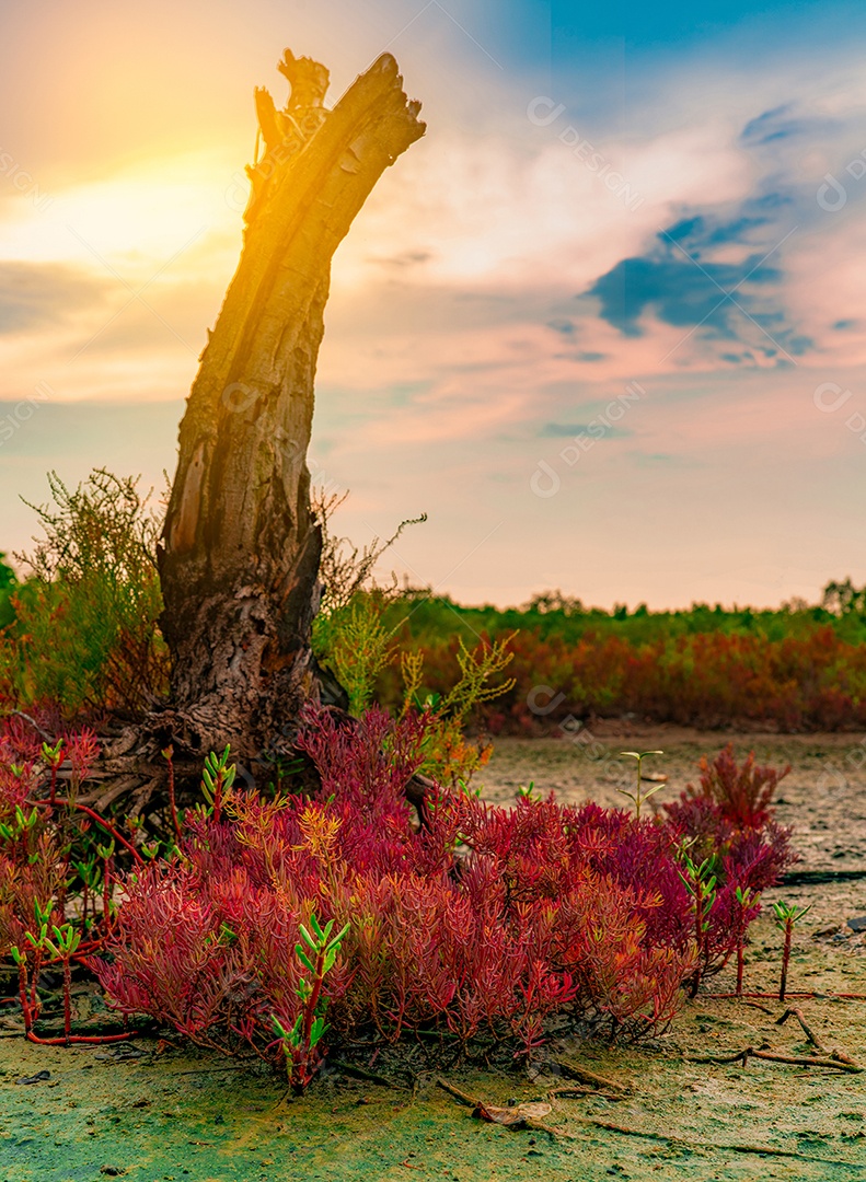 Seablite (Sueda maritima) crescimento em solo ácido. Solo ácido