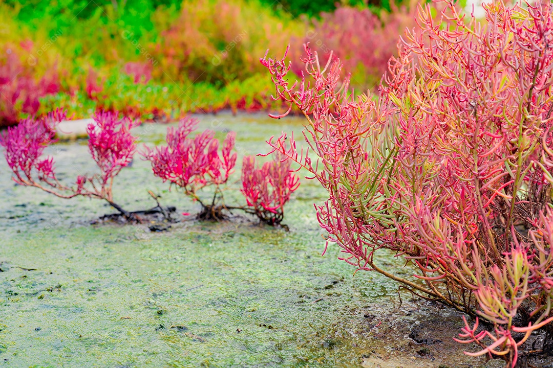 Seablite (Sueda maritima) crescimento em solo ácido. Solo ácido indica