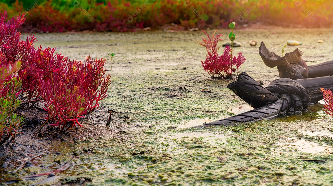 Seablite (Sueda maritima) crescimento em solo ácido. Solo ácido indica