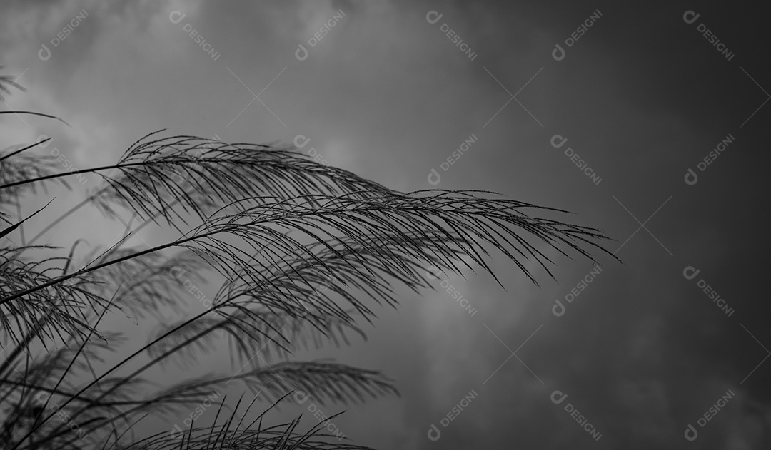 Flores de grama no fundo desfocado do céu azul e nuvens.
