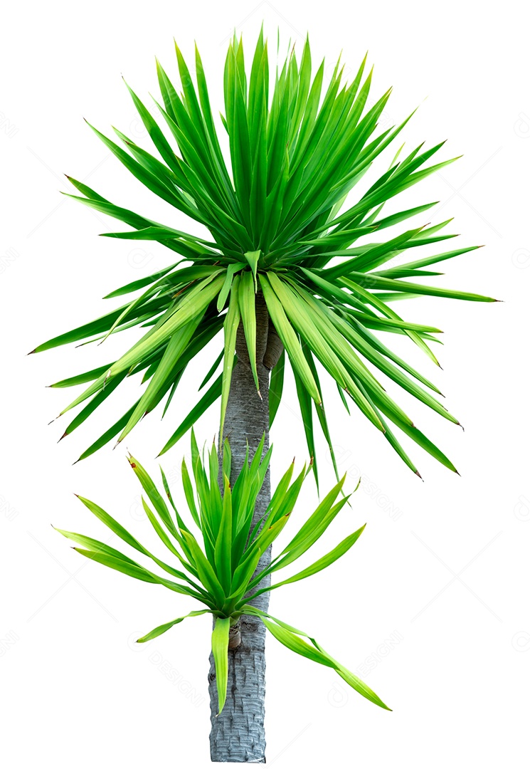 Dracaena cochinchinensis isolada no fundo branco.