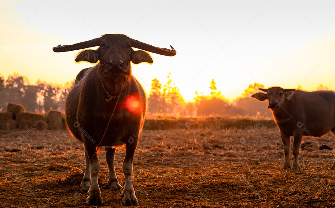 Búfalo do pântano em um campo de arroz colhido na Tailândia.