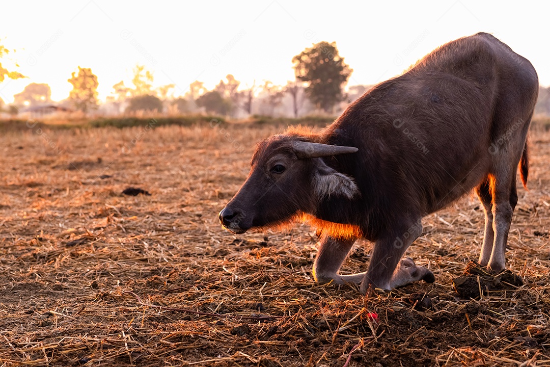 Búfalo do pântano em um campo de arroz colhido na Tailândia. jovem búfalo