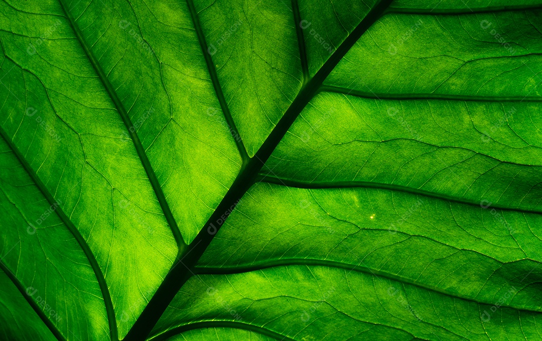 Detalhe de tiro macro de folha verde. Fundo de textura de folha verde natural