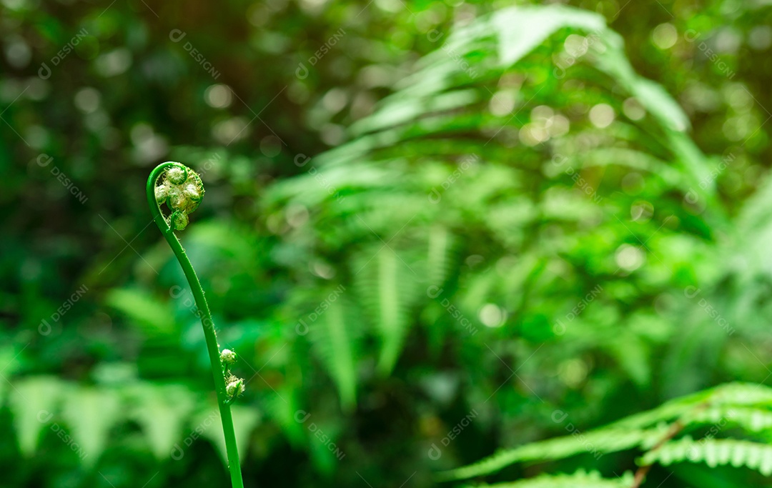 Fiddlehead de samambaia jovem em bokeh e fundo desfocado
