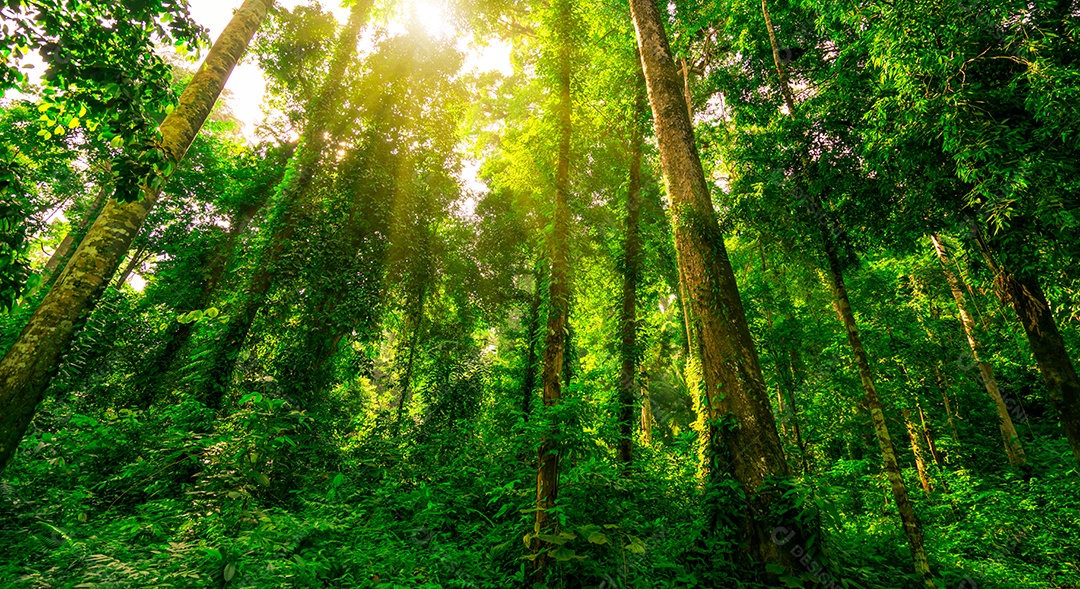 Vista inferior da árvore verde na floresta tropical com luz do sol.