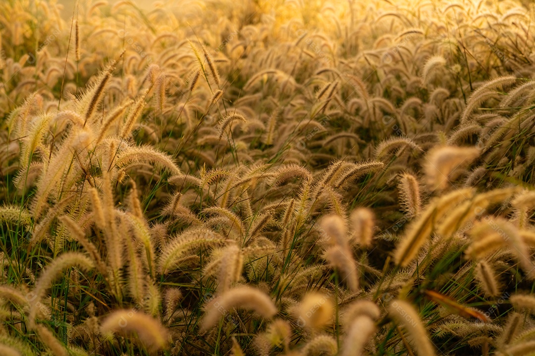 Flor de grama pela manhã ao nascer do sol com sol dourado.