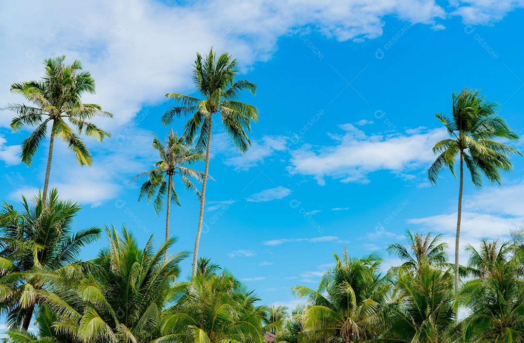 Coqueiro contra o céu azul e nuvens brancas. verão e desfile