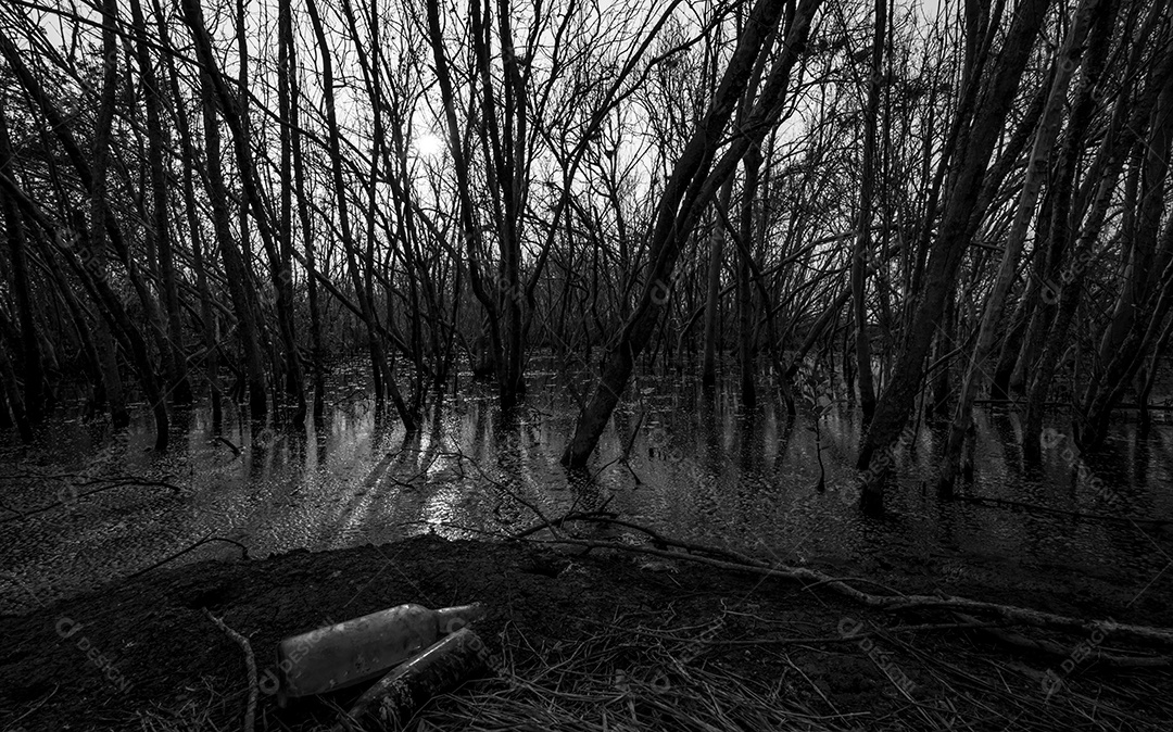 Árvore morta em floresta de mangue degradada. Crise Ambiental.