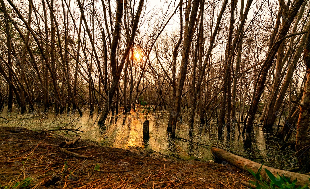 Árvores mortas na floresta inundada à noite com sol laranja