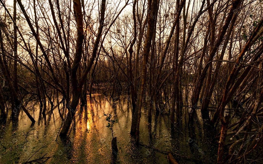 Árvore sem folhas com luz solar. Árvore morta em mangue degradado