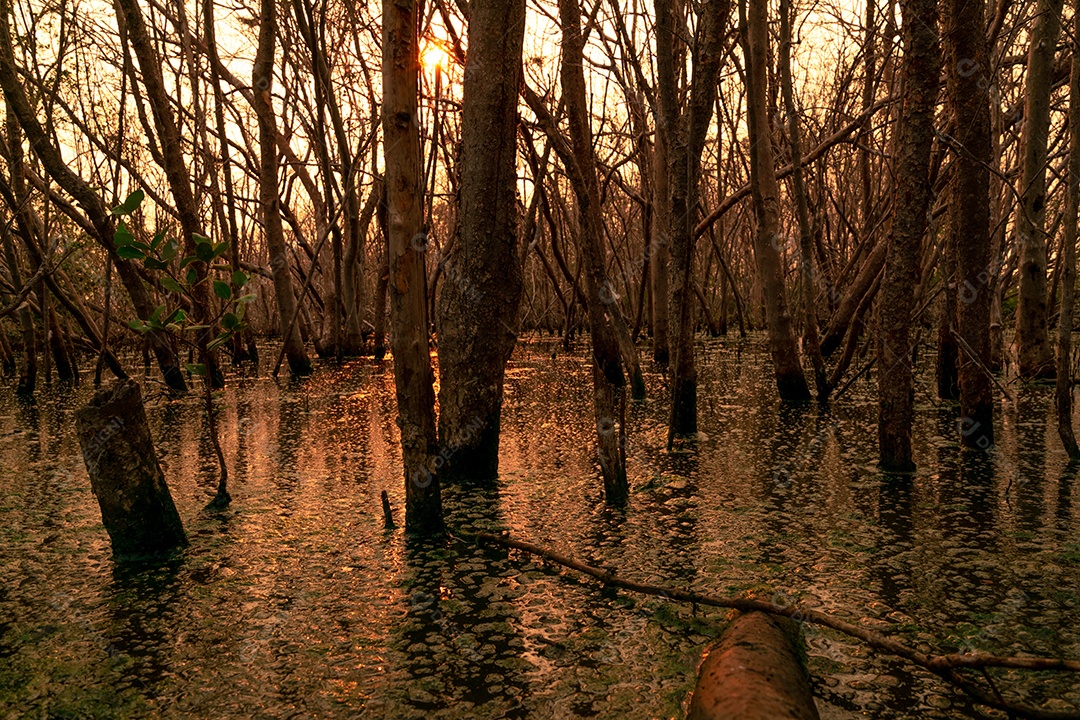 Floresta inundada e problemas de árvores mortas devido às mudanças climáticas.