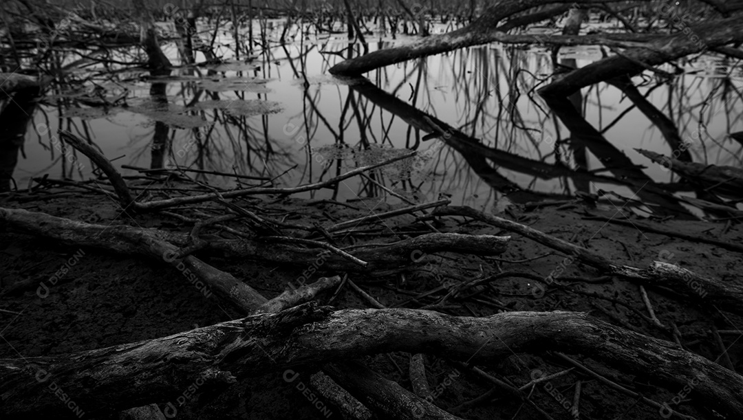 Árvore morta em floresta de mangue degradada. Crise ambiental
