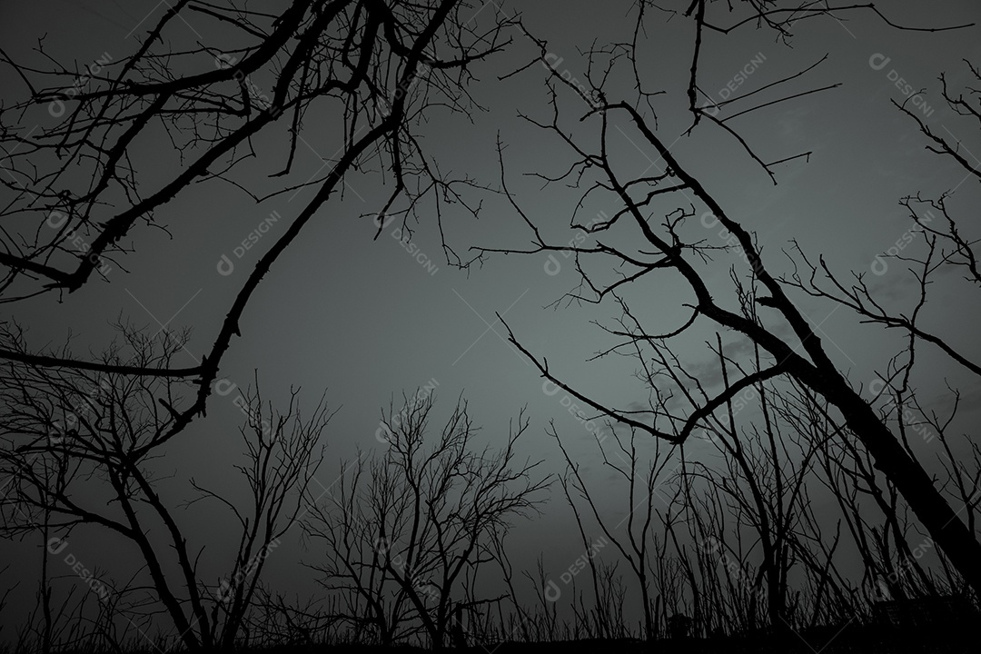 Mostre em silhueta a árvore morta no céu dramático escuro e nas nuvens brancas
