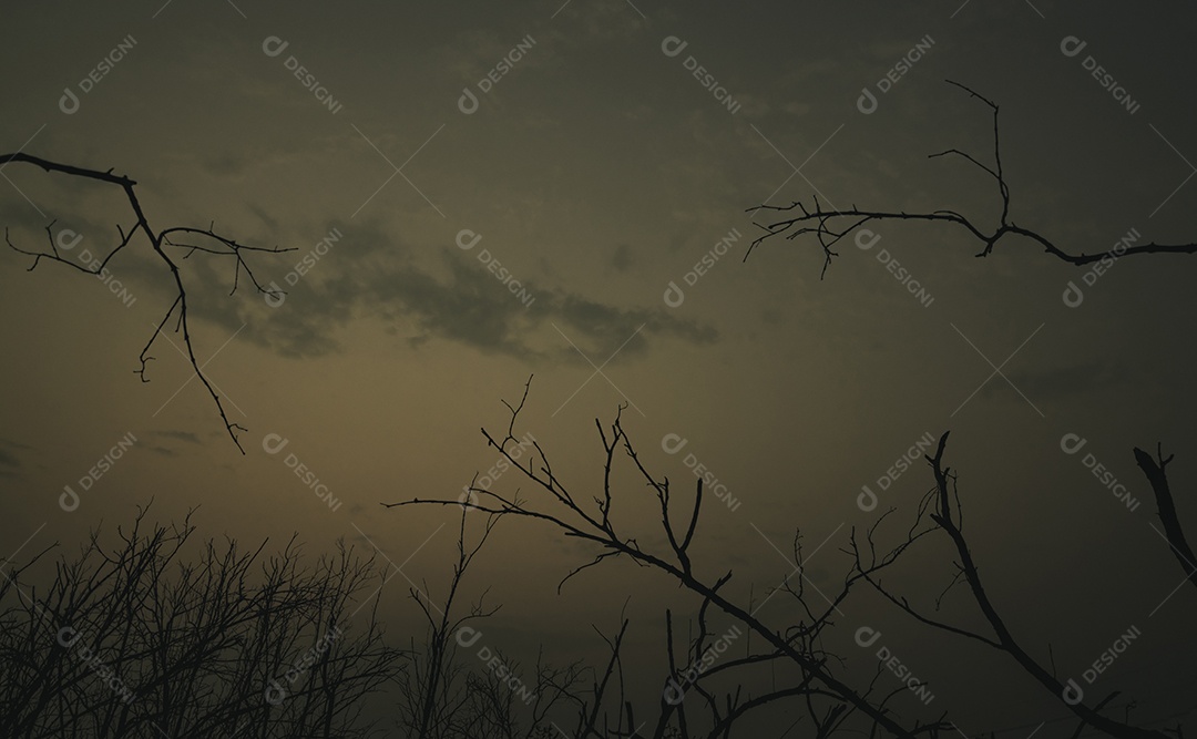 Mostre em silhueta a árvore morta no céu dramático escuro e no fundo das nuvens brancas