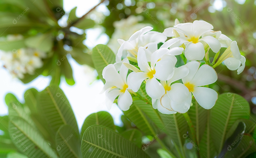 Flor de frangipani ou Plumeria alba com folhas verdes no verão.
