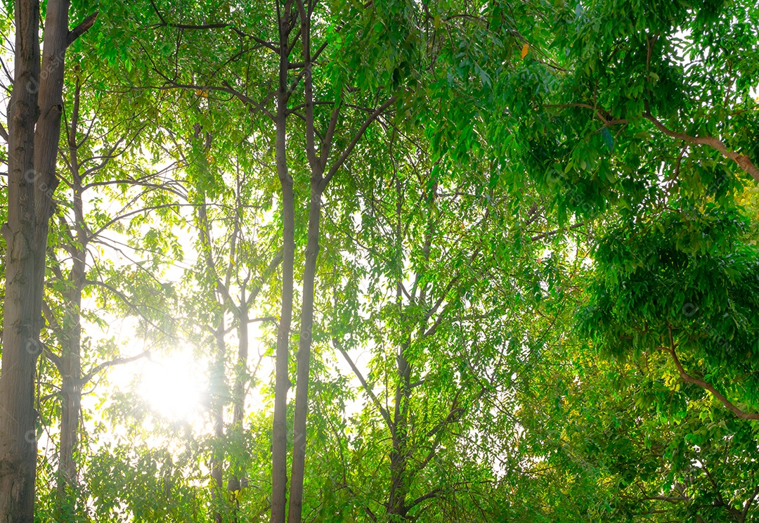 Luz Verde Da Floresta Luz Verde Da Floresta