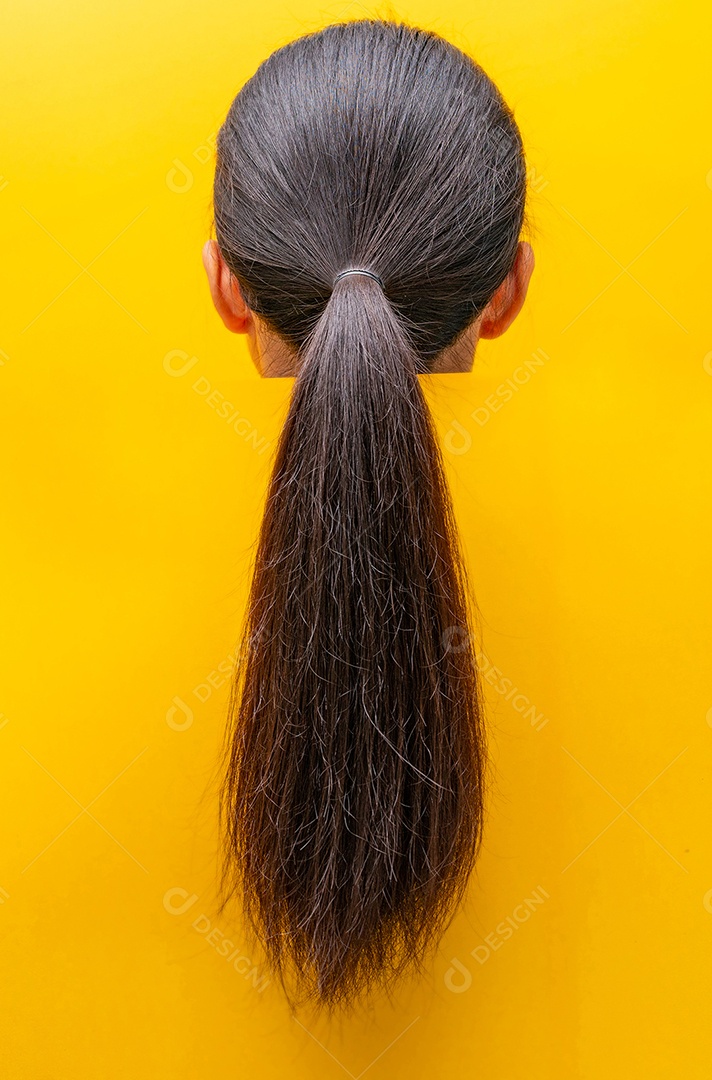 Cabelo danificado de rabo de cavalo de vista traseira isolado em fundo amarelo.