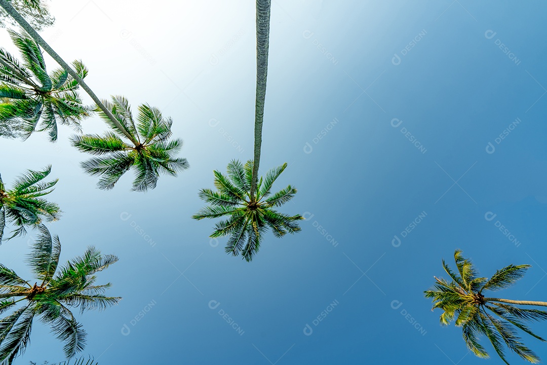 Vista inferior do coqueiro no céu azul claro. verão e paraíso