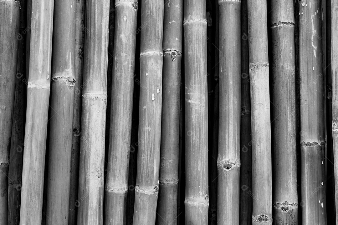 Fundo de textura de vara de bambu seco. Fundo cinza para a morte