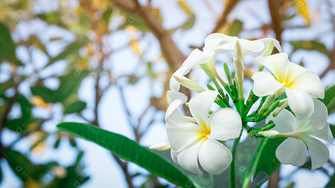 Flor de frangipani (Plumeria alba) com folhas verdes