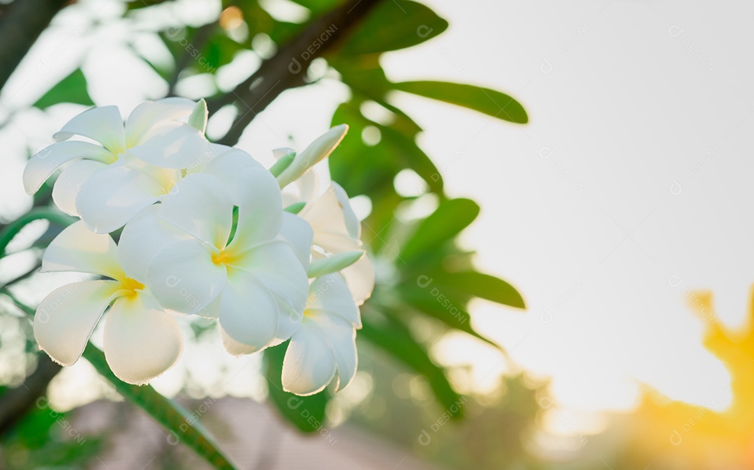 Flor de frangipani (Plumeria alba) com folhas verdes