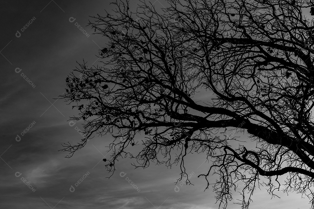 Mostre em silhueta a árvore morta no fundo dramático escuro do céu para o assustador