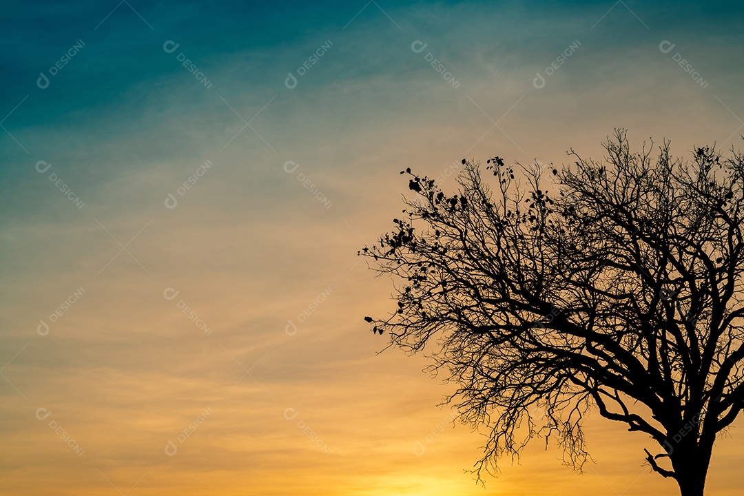 Silhueta de árvore morta no belo pôr do sol ou nascer do sol