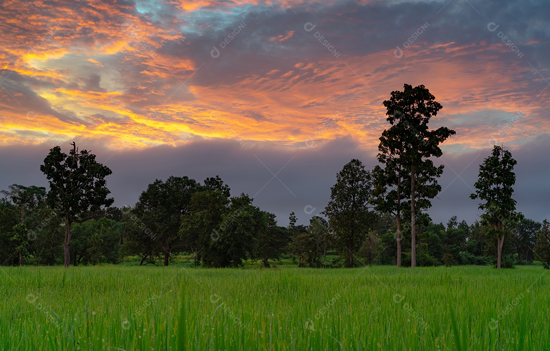 Ajardine o campo verde do arroz com céu do nascer do sol e pingos de chuva.