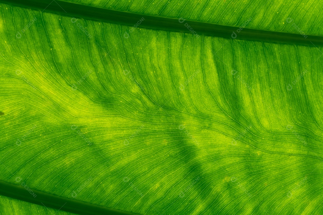 Detalhe de tiro macro de fundo de textura de folha verde. linha padrão