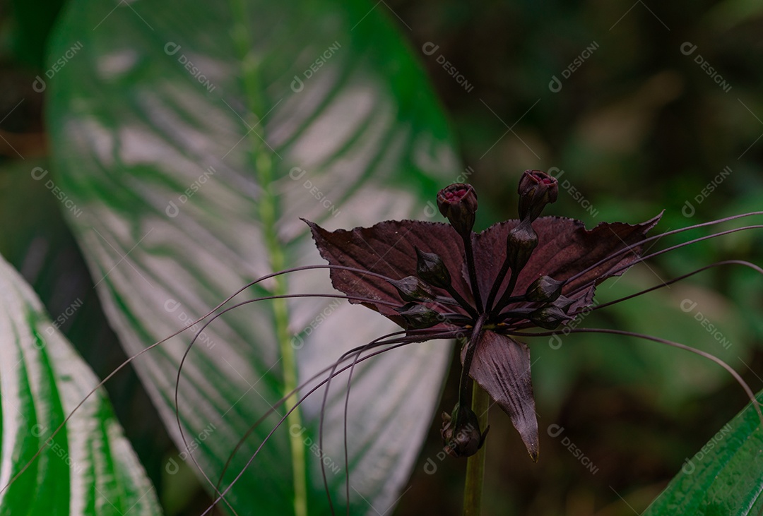 Detalhe de tiro macro de inseto no pólen de flor roxa escura.