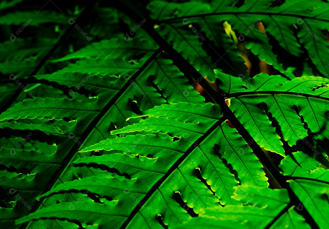 Folha verde com luz solar em fundo escuro. Fundo da natureza.