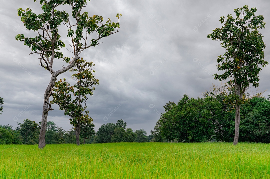 Campo de arroz verde paisagem e céu nublado. Fazenda de arroz